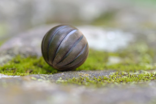 Pill Millipede