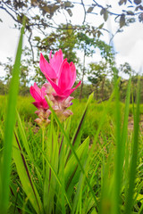 Naklejka premium bush of tulip siam