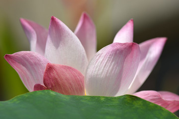Surrounded by the natural beauty of the lotus