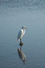 Egret