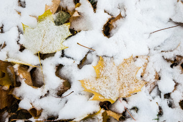 Fallen maple leaves under the first snow in october.