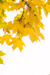 autumn leaves frame isolated on white with copy space