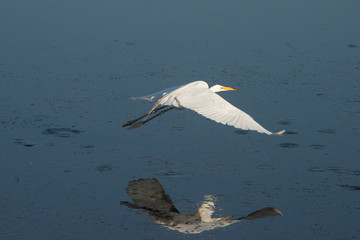 Fototapeta na wymiar Egret