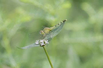 Dragonfly perched on white flowers