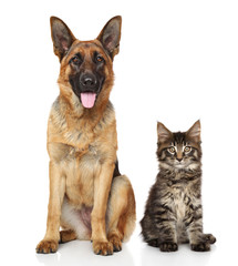 Cat and dog together