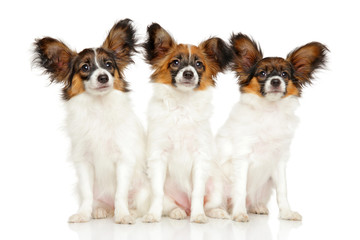 Group of Papillon dog puppies