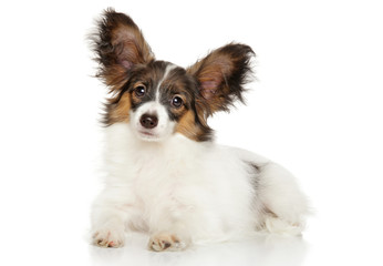 Papillon dog puppy