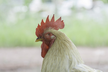 The face side of the Rooster