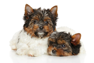 Biewer Yorkshire terrier puppies