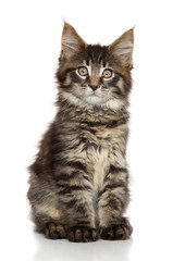 Maine Coon kitten