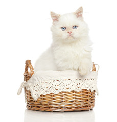 Fototapeta na wymiar Persian cat in basket