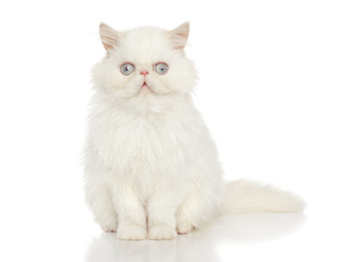 White Persian cat