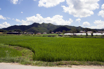 Fototapeta na wymiar Blue sky & green fields, AN-DONG, KOREA