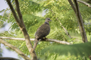 Zebra dove on a branch of the tree