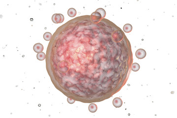 Human female egg cell isolated on white background. 3D illustration