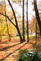 Fototapeta na wymiar Yellow and orange trees in the park at the autumn