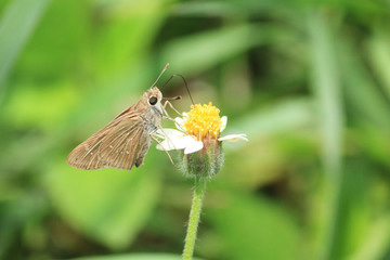 Butterflies and Flowers