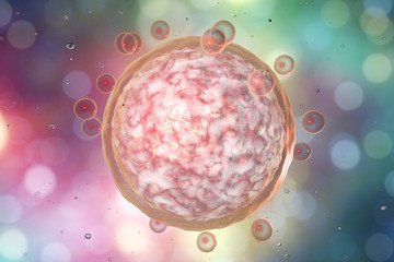 Human female egg cell