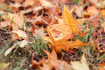 Ground covered by fallen maple leaves in autumn
