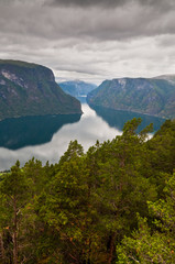 Fototapeta na wymiar Fjord in Norway with pine trees in the foreground - pictures of