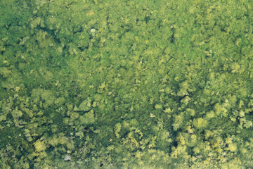 Algae underwater