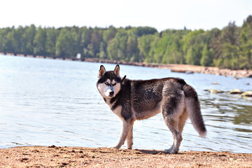 Wet dog Siberian Husky on the beach