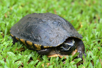 A large turtle walking in the grass.