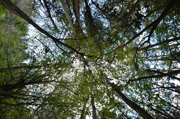 Fototapeta premium Lakeside Canopy 1