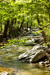 rivière dans la forêt