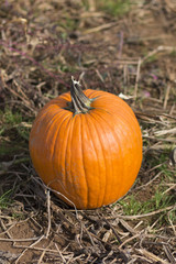 Pumpkin Picking