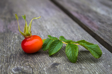 Rose Hip Close-Up