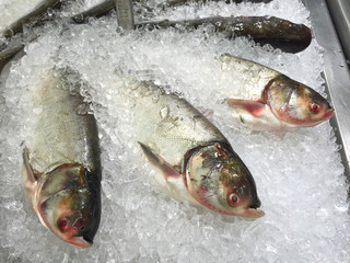 Bighead carp in the ice, sold in supermarket Thailand.