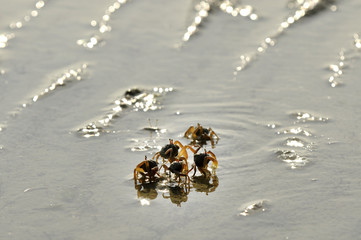 Sand Crab on the beach in Thailand
