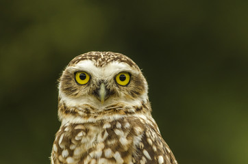 owl is looking