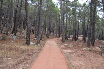 Obraz premium Camino rojo