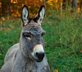 Donkey enjoying autumn afternoon