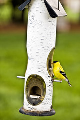 Small yellow and black bird feeding at birch like bird hanging feeder.