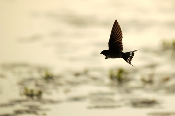 silhouette-Birds fly in the midst of the waters