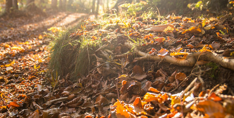 Hojas de otoño en el bosque