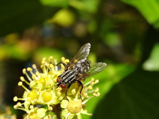 Mouche sur fleur de lierre.