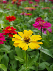 Zinnia Flowers colorful, orange, pink, yellow, red, purple.