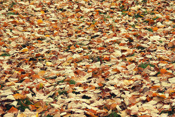 Autumn leaves