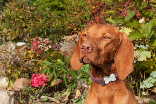 Hungarian hound. Dog look into the lens. Portrait of a Hungarian Vizla. Dog's eyes. Sunny day on the hunt.
