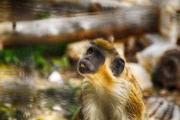 Hausaffe Photos Royalty Free Images Graphics Vectors Videos