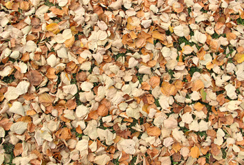 Autumn leaves