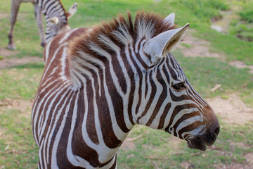 Fototapeta na wymiar Head of zebra