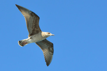 seagull flying