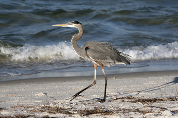 Great Blue Heron Pensacola Florida USA-October 2016-Heron searching for food on a beach along the Gulf Coast