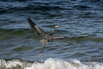 Great Blue Heron Pensacola Florida USA-October 2016-Heron in flight along the Gulf shoreline