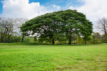 Big tree in park
